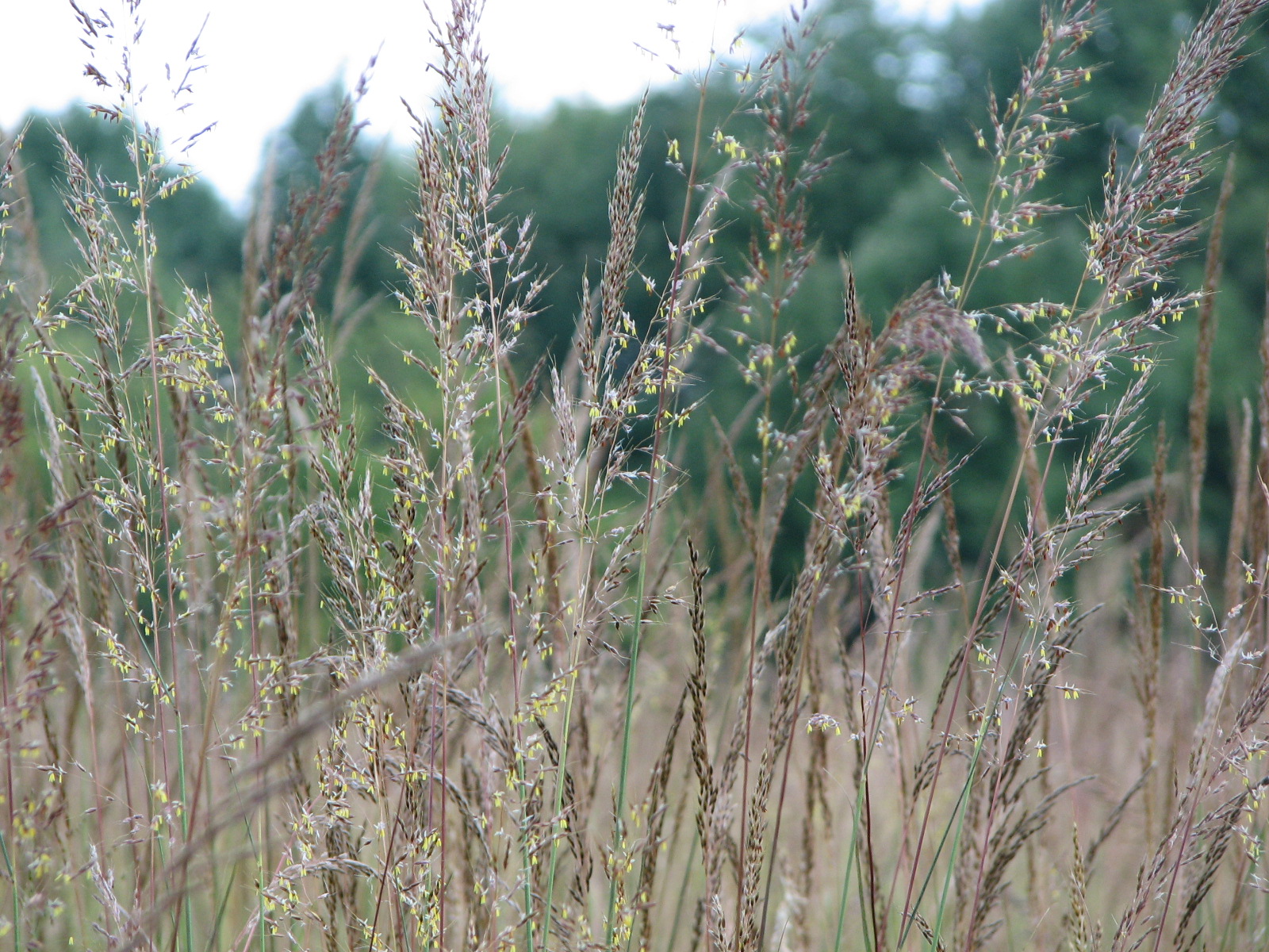 Native Grass Mix Michigan Wildflower Farm