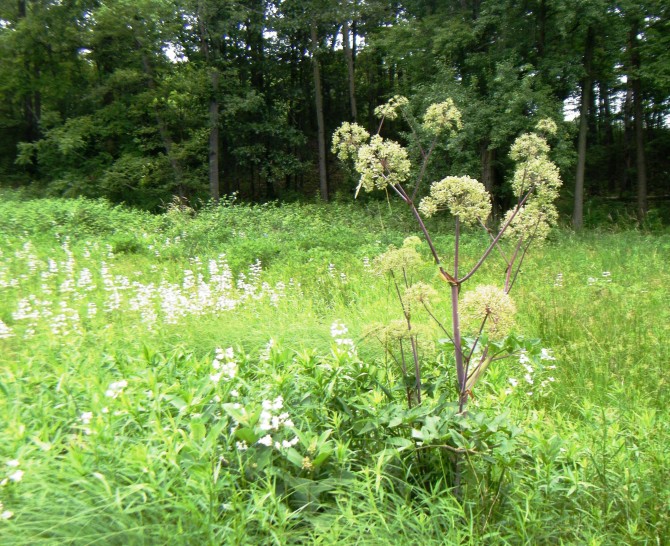 angelica