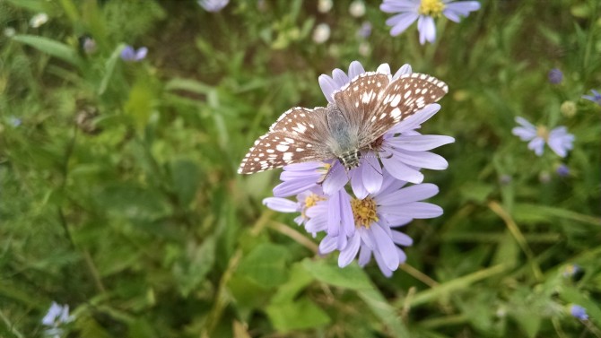 Aster laevis Pic