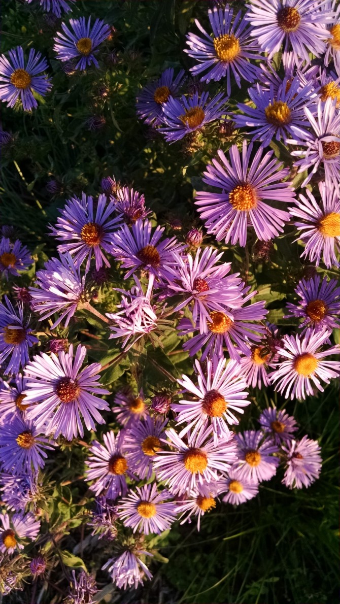 Aster novae angliae II