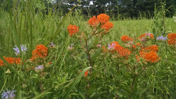 Ascelepias tuberosa- Butterfly Weed (2)