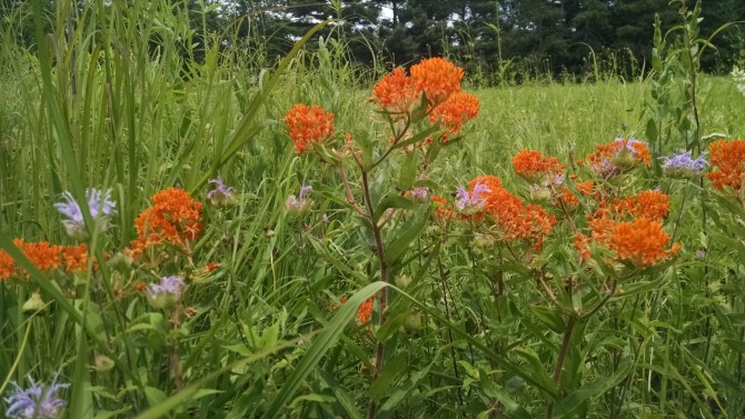 Ascelepias tuberosa- Butterfly Weed (2)