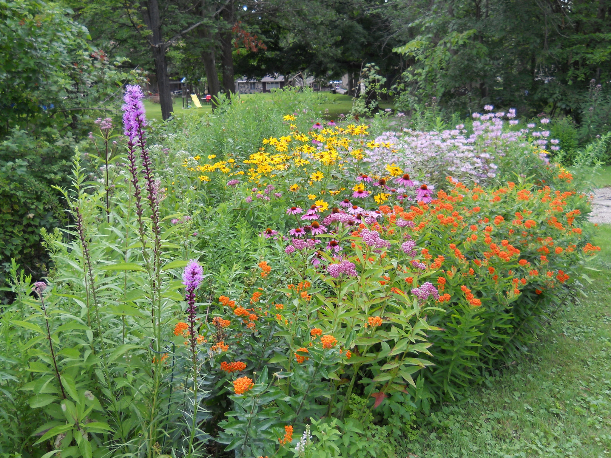 Planting Wildflowers