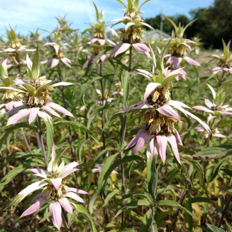 Monarda punctata - Horsemint (per oz)