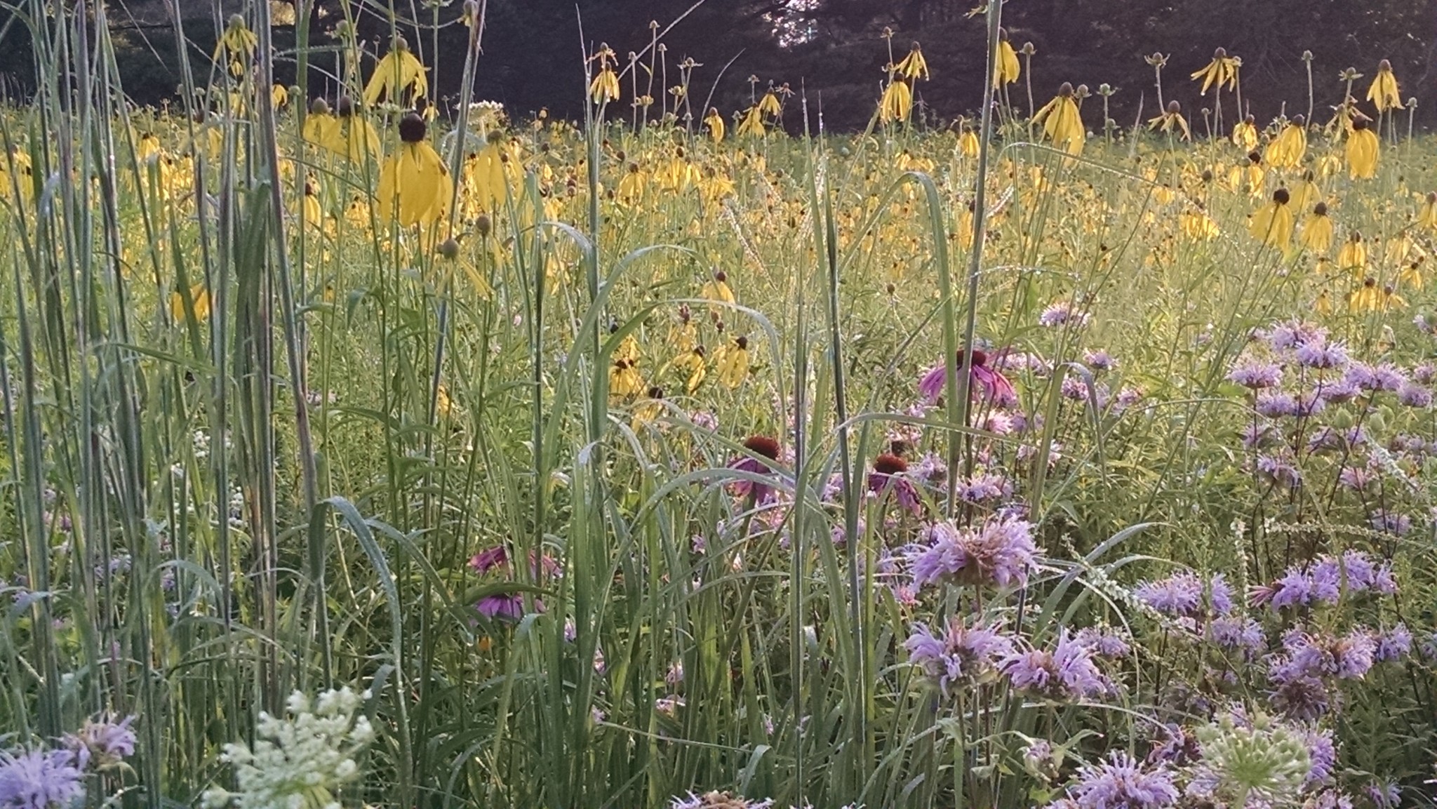 Dry Area Wildflower Seed Mix