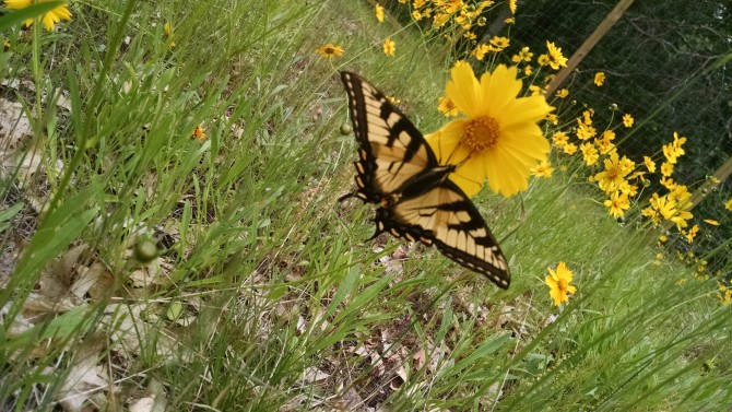 tigerswallowtail-on-corlan