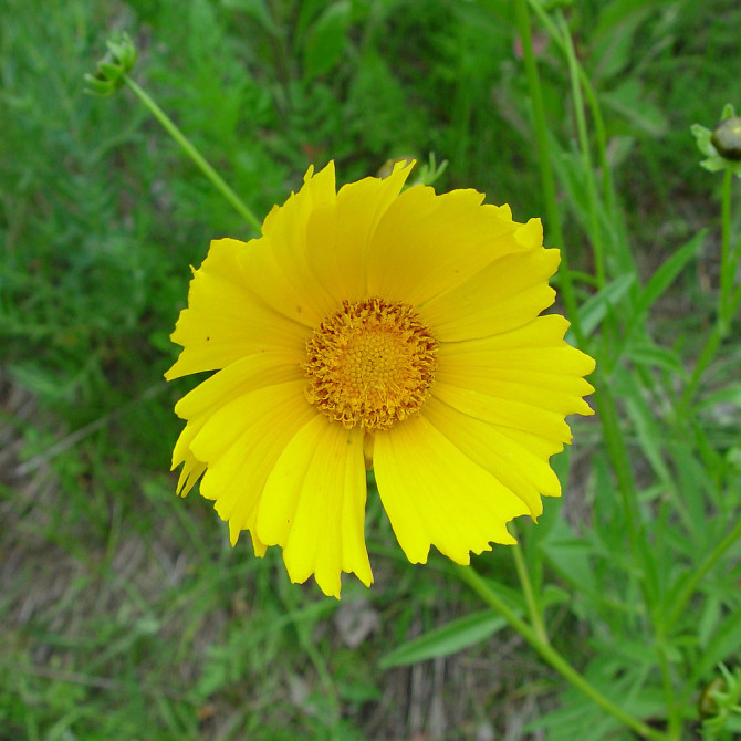 coreopsis-lanceolata-fl-ahaines-a