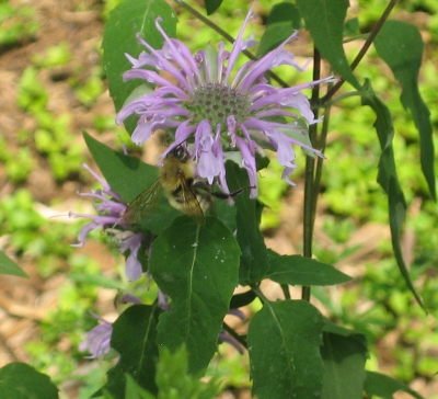 Monarda fistulosa - Wild Bergamot (per oz)