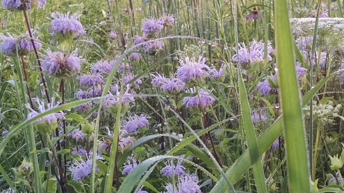 monarda-fistulosa-wild-bergamot