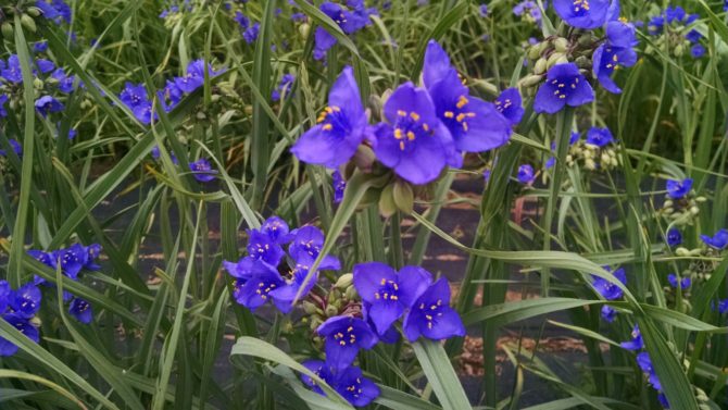 Spiderwort