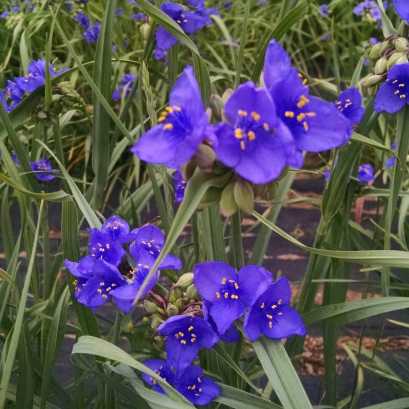 Tradescantia ohiensis - Common Spiderwort (per oz)