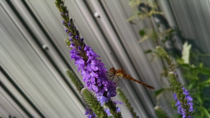 Verbena stricta- Hoary Vervain (with dragonfly) (2)