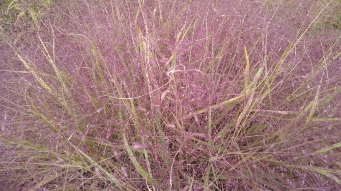 Eragrostis spectabilis- Purple Lovegrass (2)