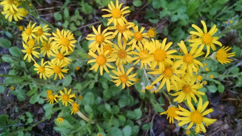 Senecio obovatus - Round-leaved Ragwort (per oz)