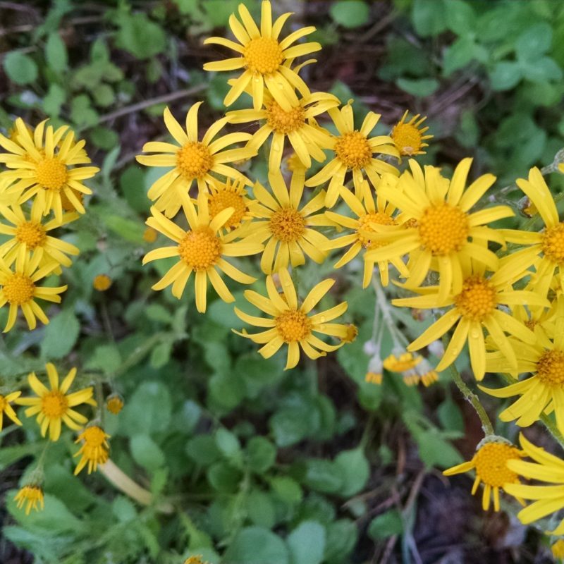 Senecio obovatus - Round-leaved Ragwort (per oz)