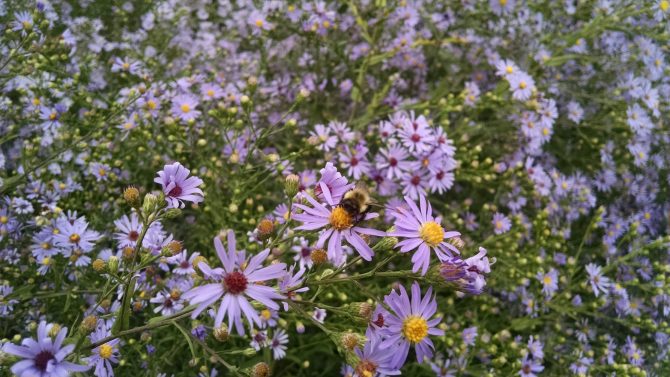 aster laevis 3
