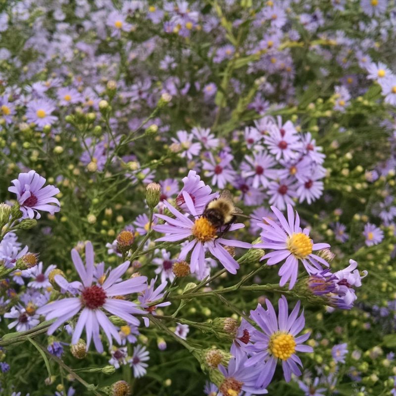 Symphyotrichum laeve - Smooth Aster (per oz)