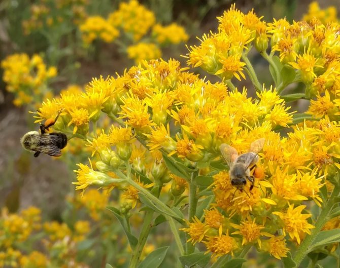 solidago rigida bees