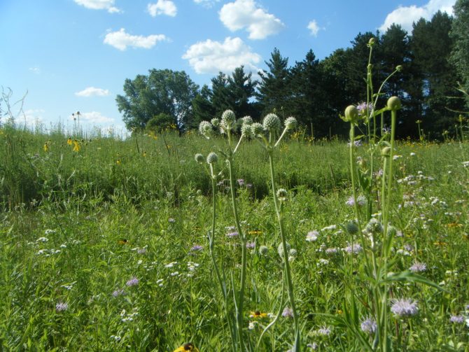 Eryngium yuccifolium- Rattlesnake master (2)