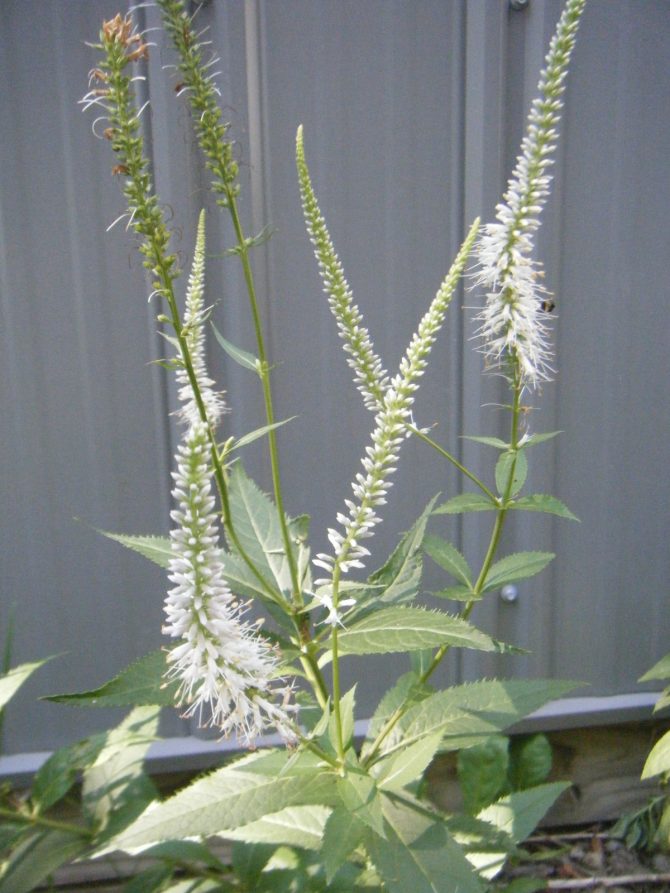 Veronicastrum virginicum