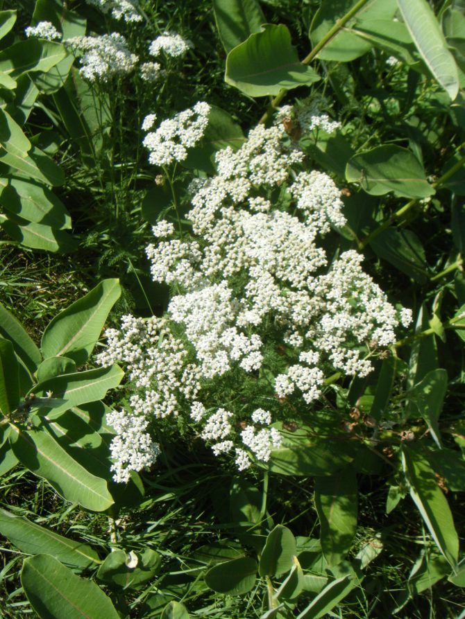 achillea millefolium 1