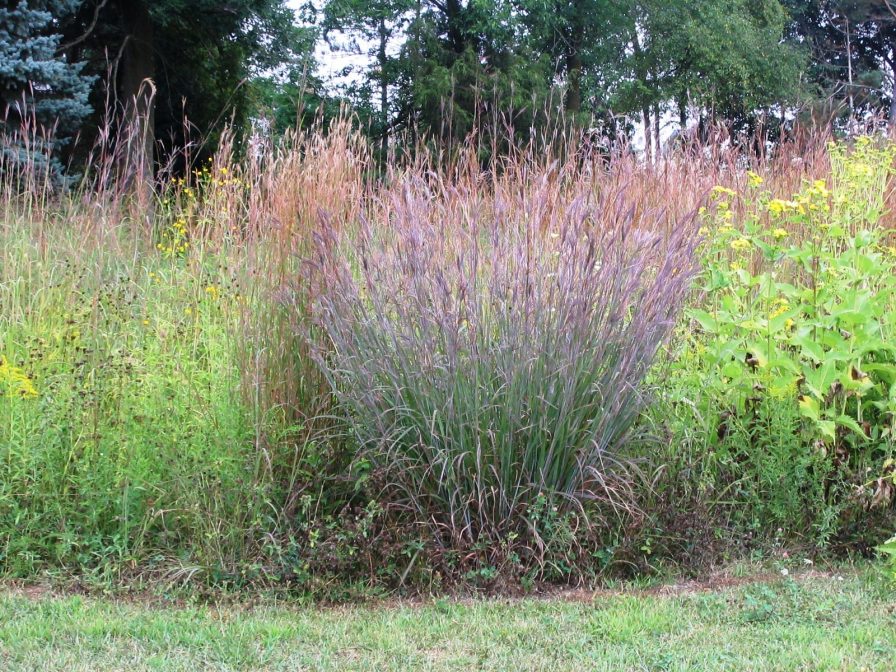 big blue stem grass fertilizer