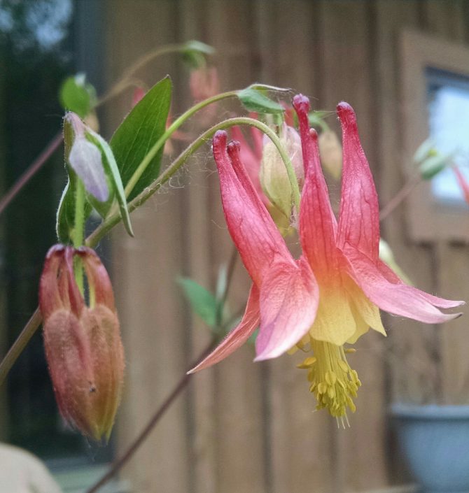 aquilegia canadensis 1