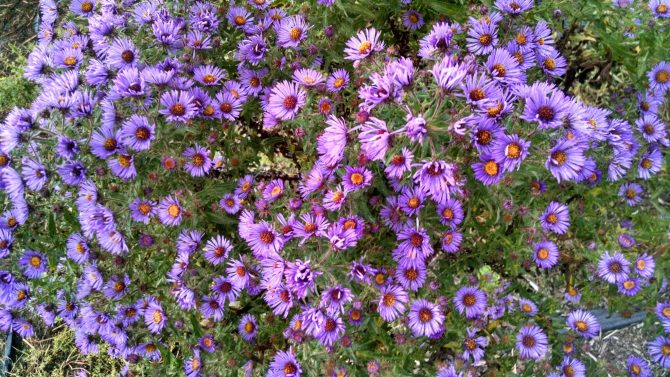 aster novae angliae 1