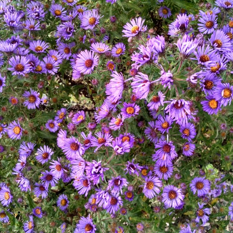 Symphyotrichum novae-angliae - New England Aster (per oz)