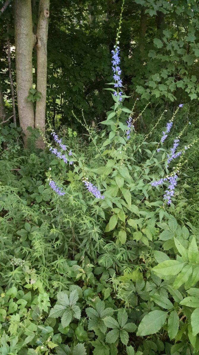 campanula americana1