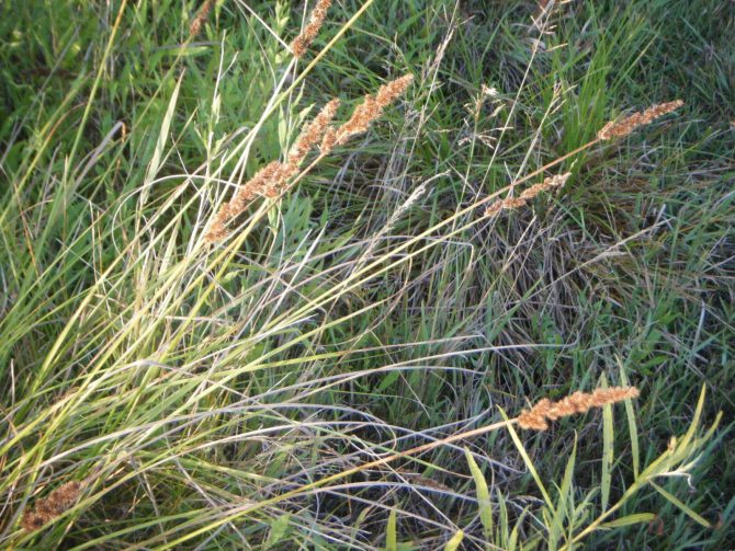 carex vulpinoidea