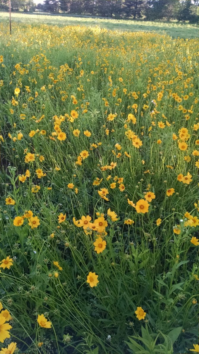 coreopsis lanceolata1