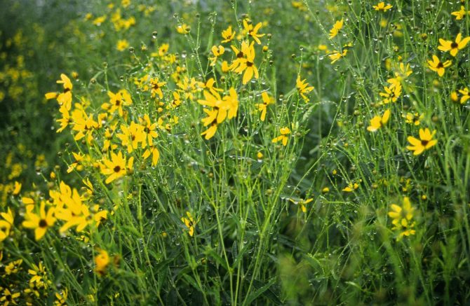 coreopsis tripteris