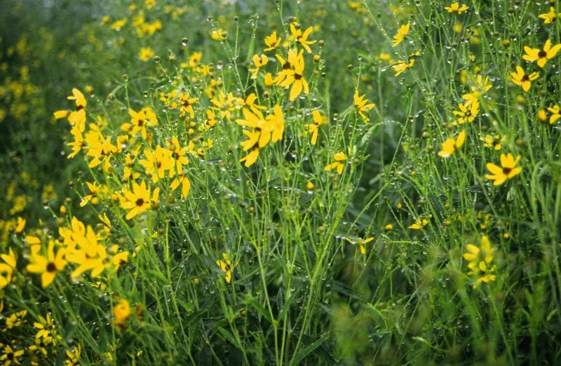 Coreopsis tripteris - Tall Coreopsis (per oz)