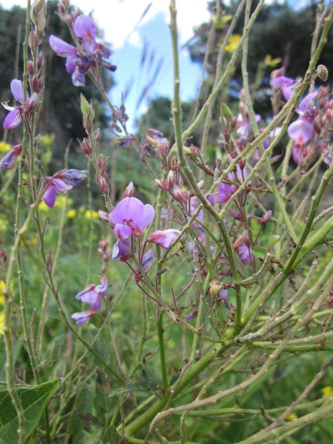 desmodium canadense 3