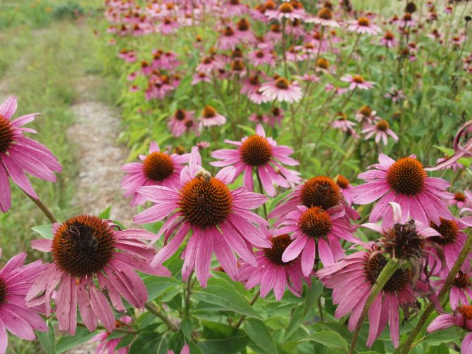 echinacea purpurea 4