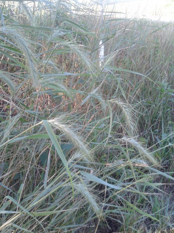 elymus canadensis