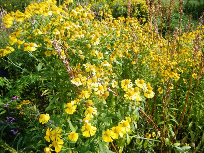 helenium autumnale