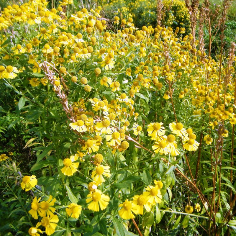 Helenium autumnale - Sneezeweed (per oz)