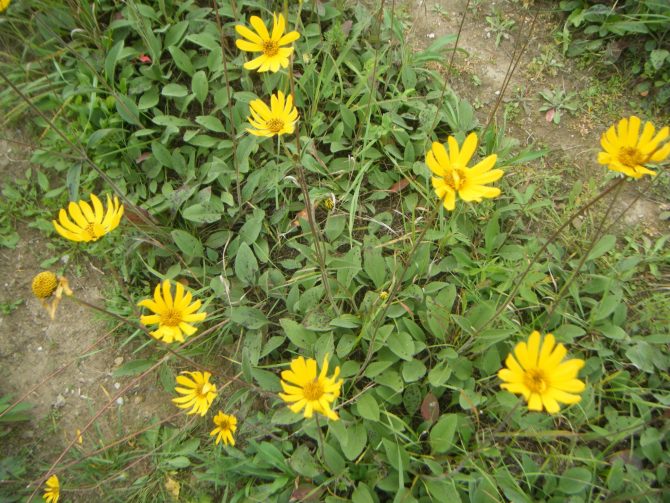 helianthus occidentalis1