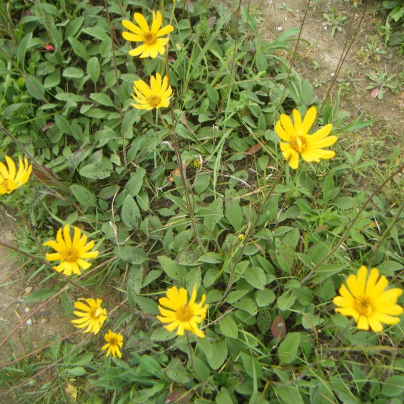 Helianthus occidentalis - Western Sunflower (per oz)