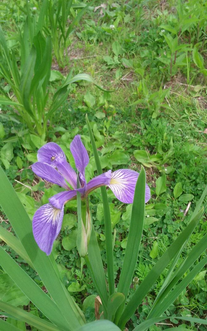 iris virginica