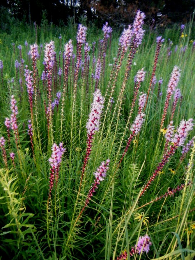 liatris spicata3