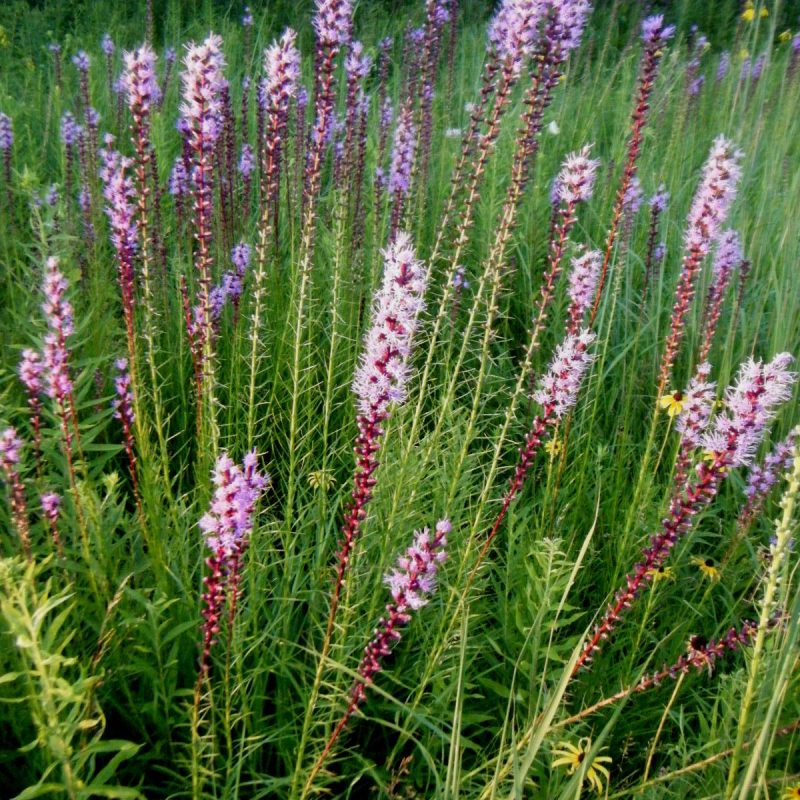 Liatris spicata - Marsh Blazing Star (per oz)