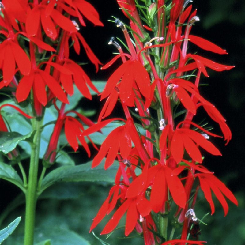 Lobelia cardinalis - Cardinal Flower (per oz)