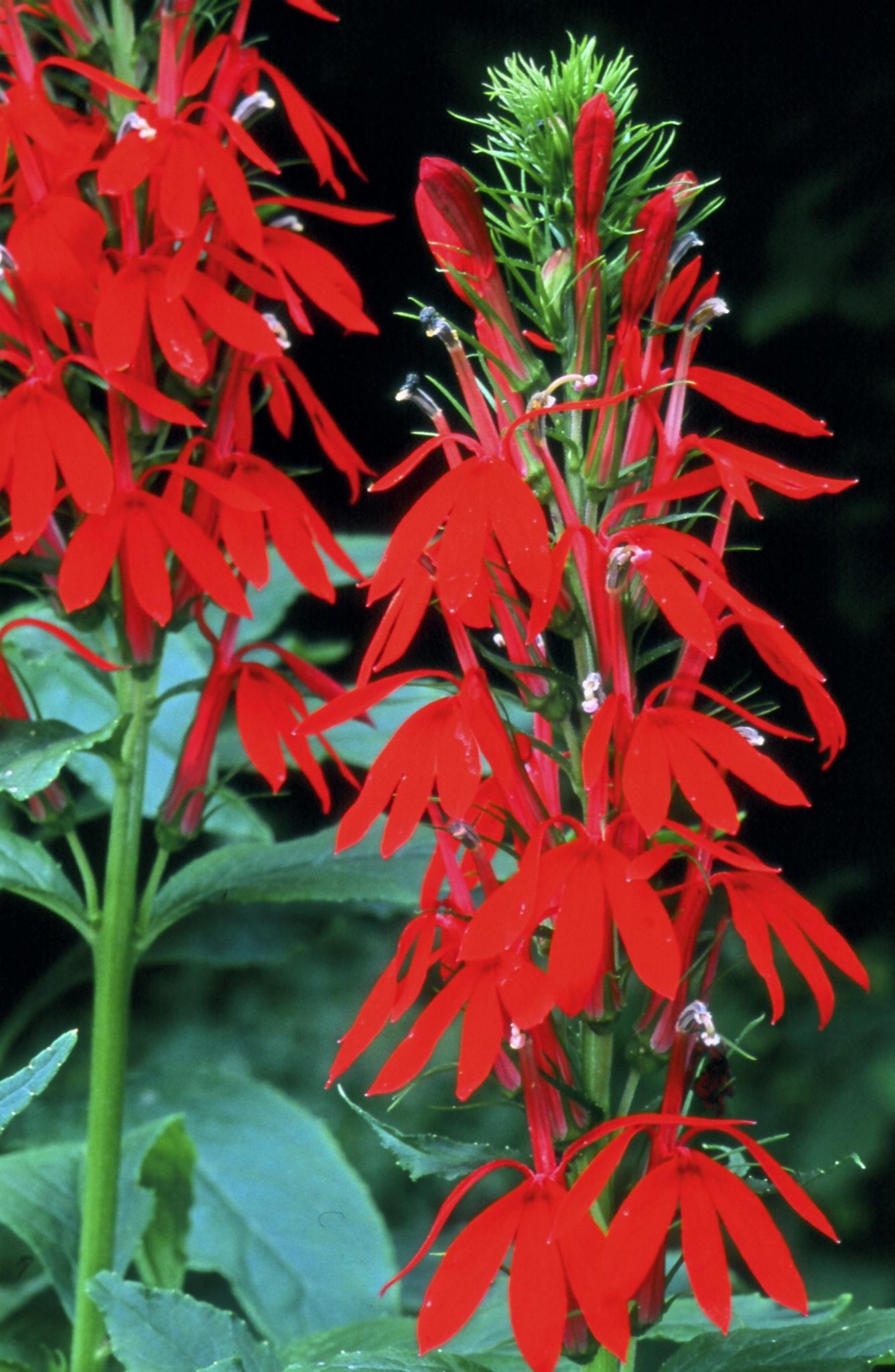 Cardinal Flower