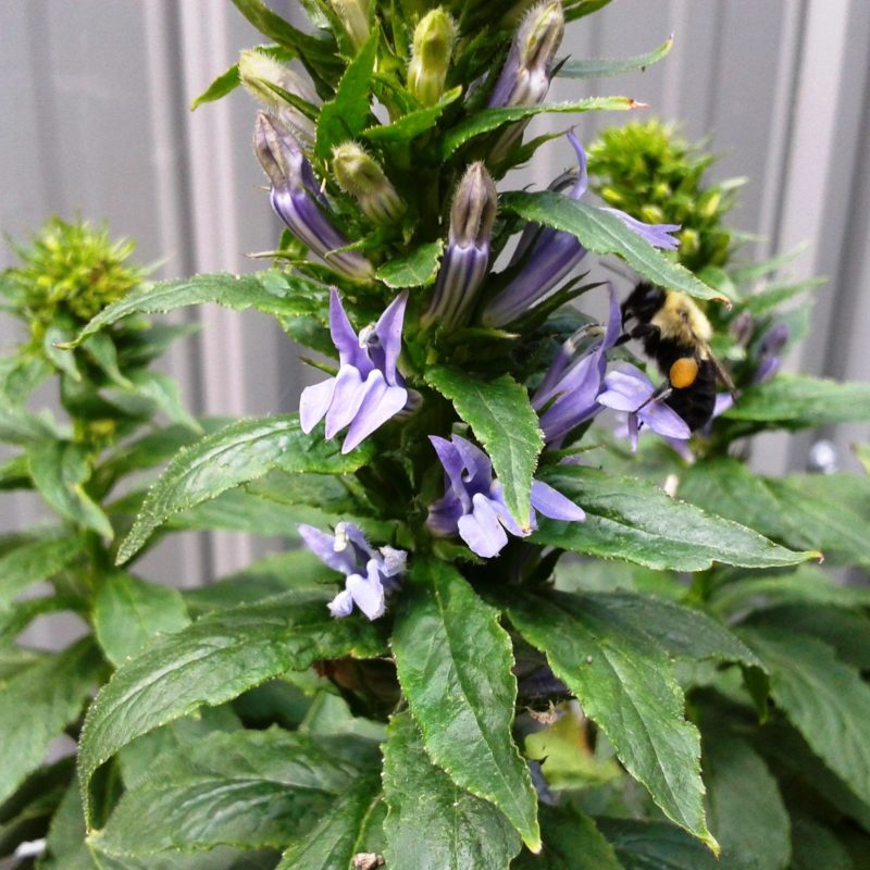 Lobelia siphilitica - Great Blue Lobelia (per oz)