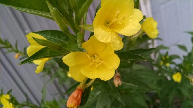 oenothera biennis3