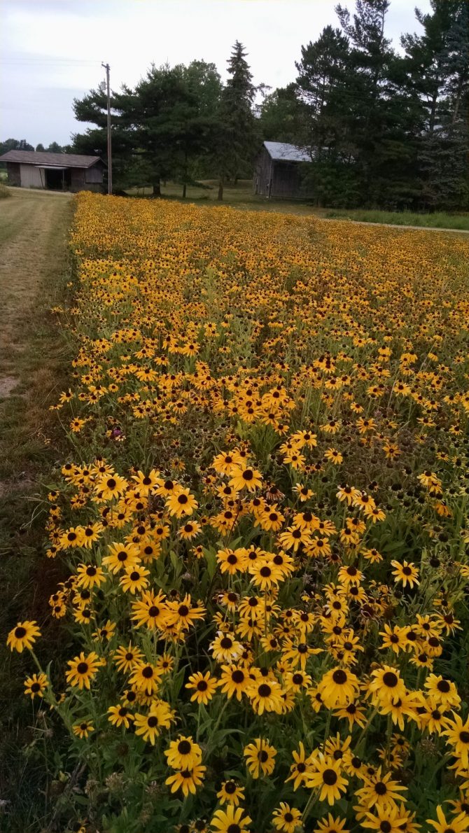 rudbeckia hirta 1