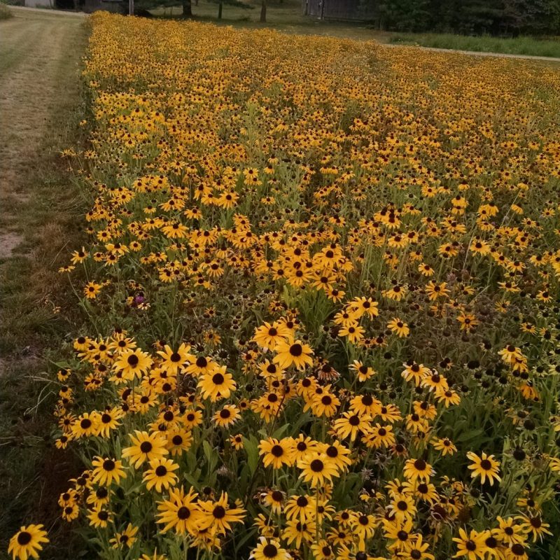 Rudbeckia hirta - Black-eyed Susan (per oz)